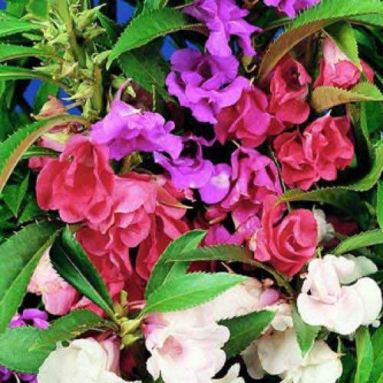 Balsam Tom Thumb Mixed (100 Seeds)