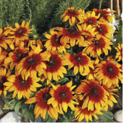 Rudbeckia Dwarf Mixed (50 Seeds)