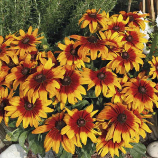 Rudbeckia Dwarf Mixed (50 Seeds)