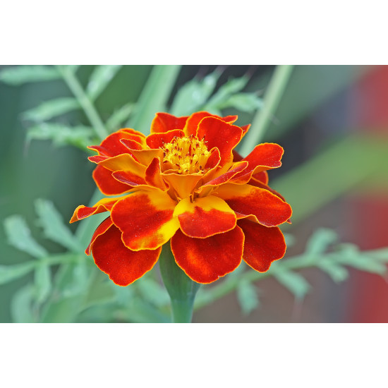 French Marigold Red (50 Seeds)