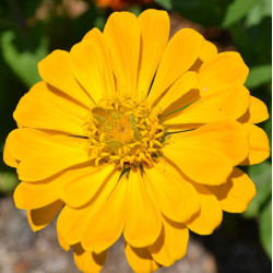 Zinnia Elegans Yellow