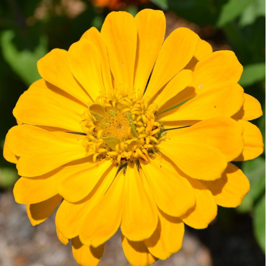 Zinnia Elegans Yellow