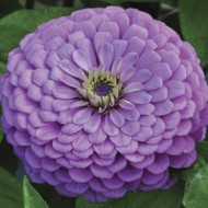 Zinnia Elegans Purple (100 seeds)
