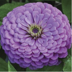 Zinnia Elegans Purple (100 seeds)