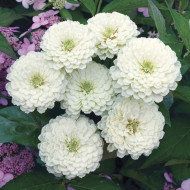 Zinnia Elegans White (100 seeds)