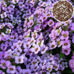 Alyssum Royal Carpet Blue (200 Seeds)
