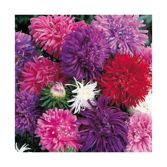 Aster Duchess Formula Mixed