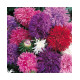 Aster Duchess Formula Mixed
