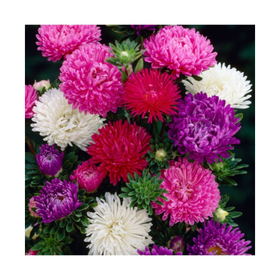 Aster Duchess Formula Mixed