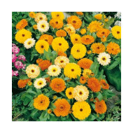 Calendula Fiesta Gitana Mixed