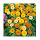 Calendula Fiesta Gitana Mixed