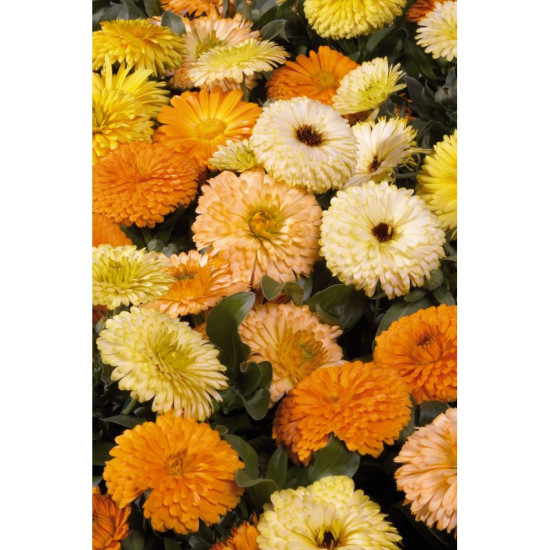 Calendula Fiesta Gitana Mixed