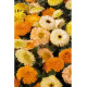 Calendula Fiesta Gitana Mixed