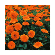 Calendula Extra Double Orange