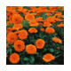 Calendula Extra Double Orange