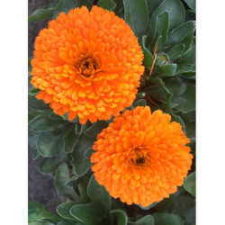 Calendula Extra Double Orange