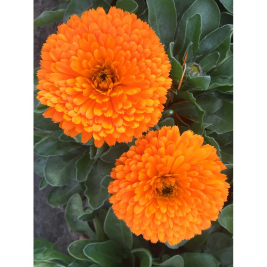 Calendula Extra Double Orange