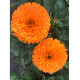 Calendula Extra Double Orange