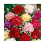 Dianthus Chaubaud Mixed