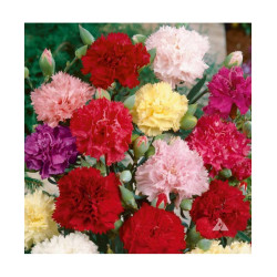 Dianthus Chaubaud Mixed