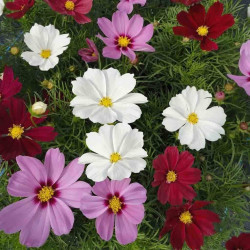 Cosmos Mixed Flower (100 Seeds)