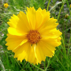 Cosmos Yellow Flower (100 Seeds)