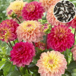 Dahlia Variabillis Figaro Type Imperial Mix (50 Seeds)