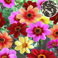 Dahlia Variabillis Top Star Beauty Mix (50 Seeds)