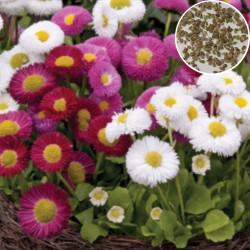 Daisy Pomponette Mix (300 Seeds)