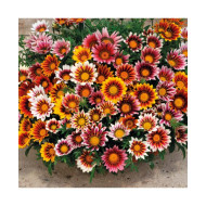 Gazania Sunshine Hybrida Mixed