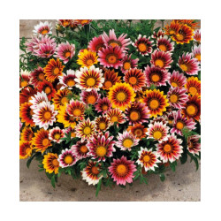 Gazania Sunshine Hybrida Mixed