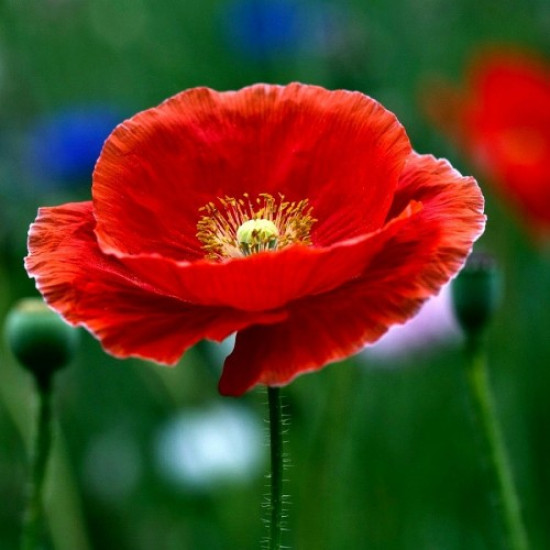 Indian Poppy- Papaver rhoeas