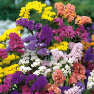 Limonium Pacific Mix(Statice)