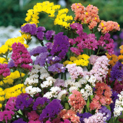 Limonium Pacific Mix(Statice)