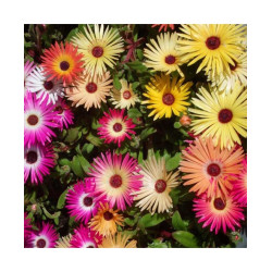 Mesembryanthemum Heavenens Mixed