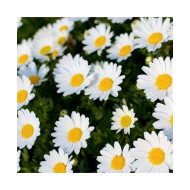 Chrysanthemum Paludosom White