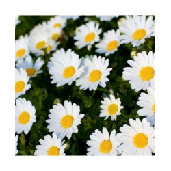 Chrysanthemum Paludosom White