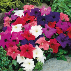 Petunia Nana Compacta Mix (200 Seeds)