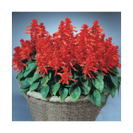 Salvia St John Fire Red