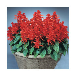 Salvia St John Fire Red