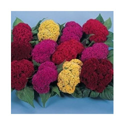 Celosia Cockscomb Dwarf Mixed(100 Seeds)