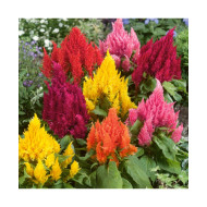 Celosia Plumosa Liliput  Mixed