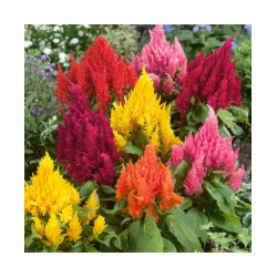 Celosia Plumosa Liliput  Mixed