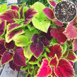 Coleus Rainbow Mixed (200 seeds)