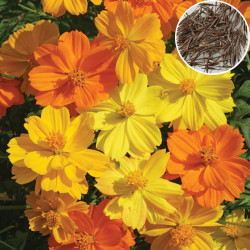 Cosmos Brightlight Mix Summer Flower Seeds (100 Seeds)