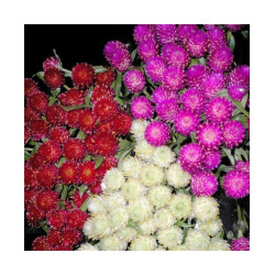 Gompherena Choice Mixed (100 Seeds)