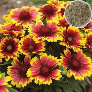 Gailardia Aristata Mix (200 Seeds)