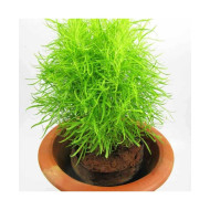 Kochia Burning Bush (100 Seeds)