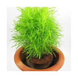 Kochia Burning Bush (100 Seeds)