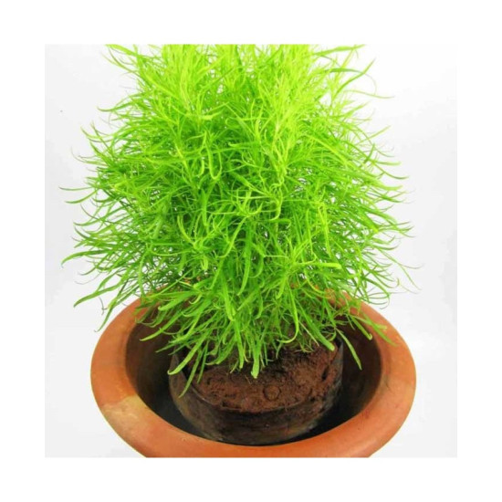 Kochia Burning Bush (100 Seeds)